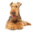 Airedale Terrier